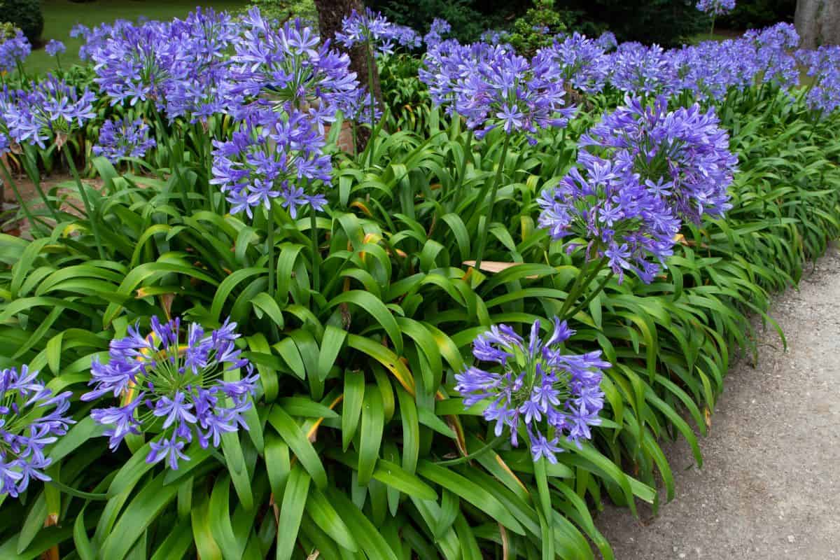 Agapanthus blue flowers in the garden. Lily of the Nile or African lily flowering plants.