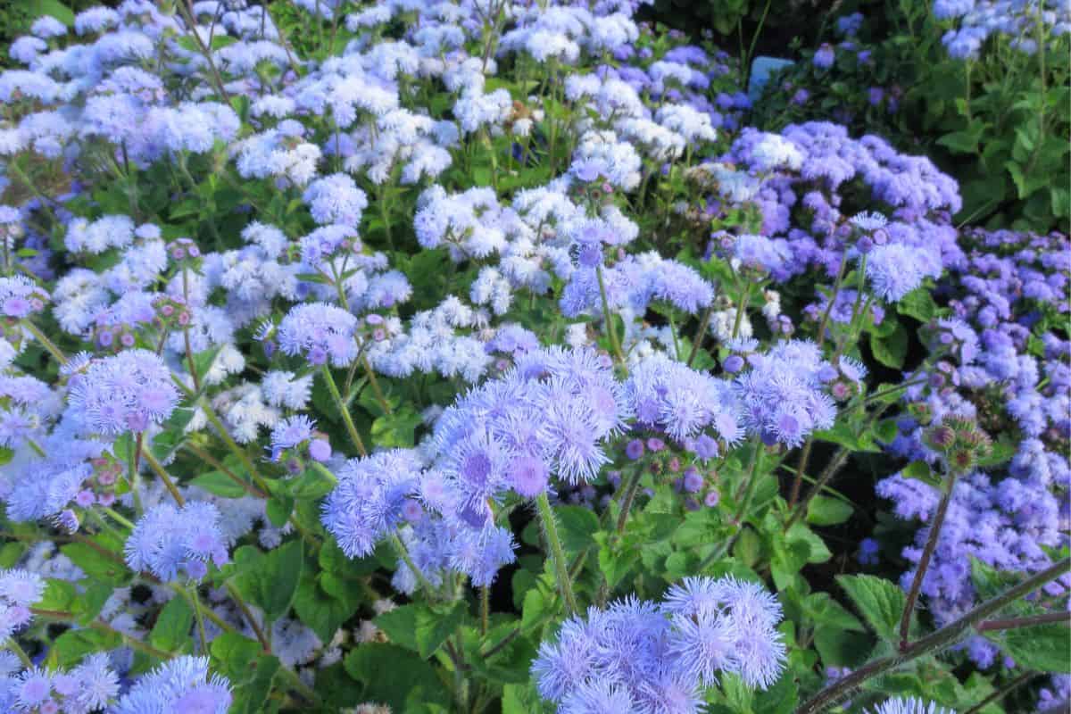 Ageratum houstonianum (Floss flower, Tassel flower, Painter's brush) ; Flowering plant with small, delicate, fluffy blue petals. Flowers clustered together in cluster. Dark green leaves, heart-shaped.