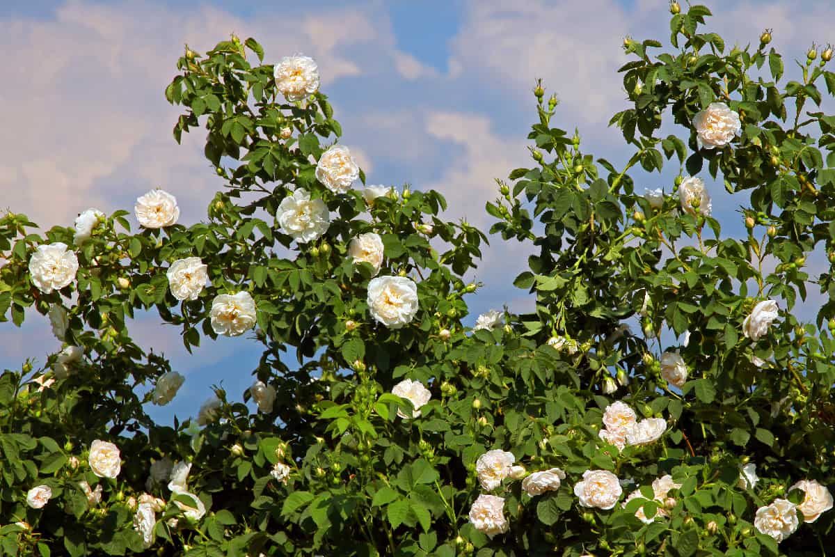 Alba white roses