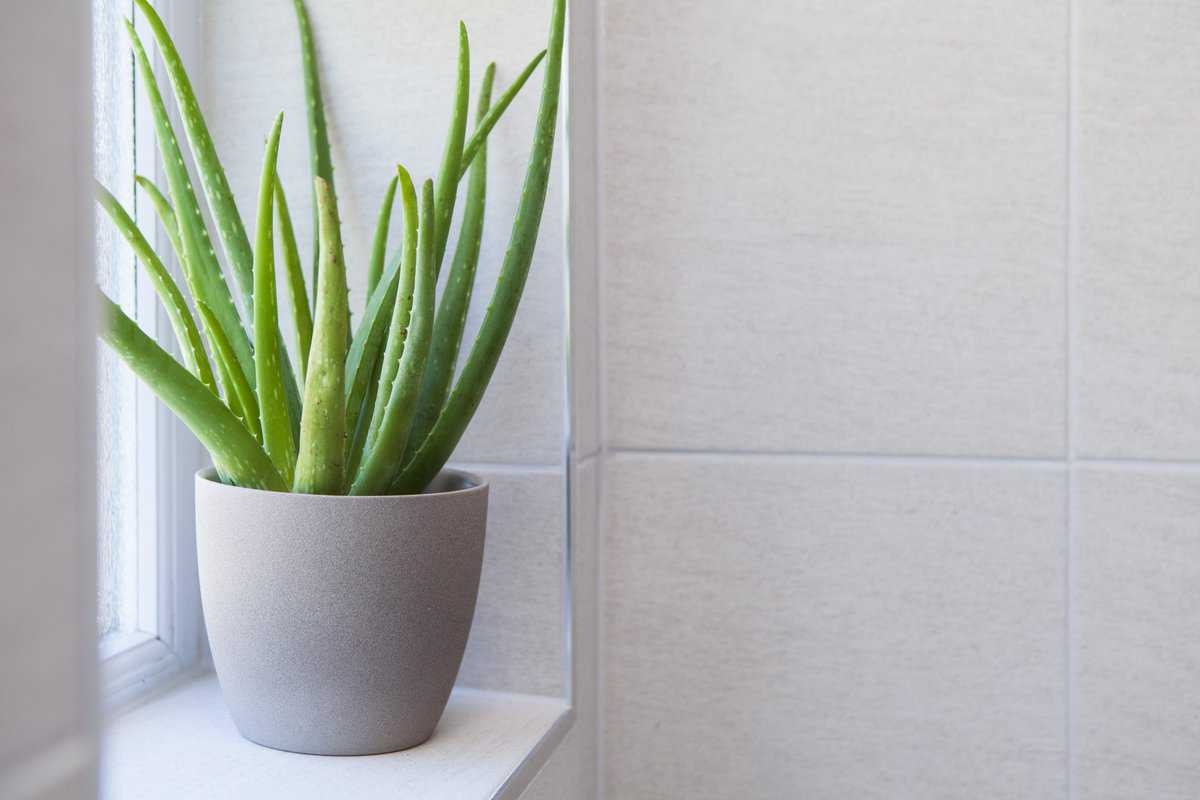 Aloe Vera plant in a pot in a tiled bathroom with copy space to the right