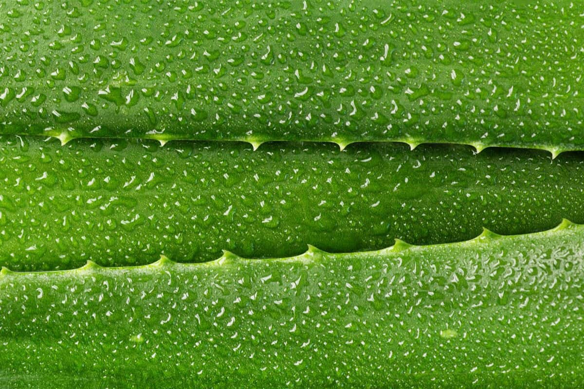 Aloe vera leaf closeup. Aloe vera green leaves background. Aloe vera plant for skin care and herbal medicine.