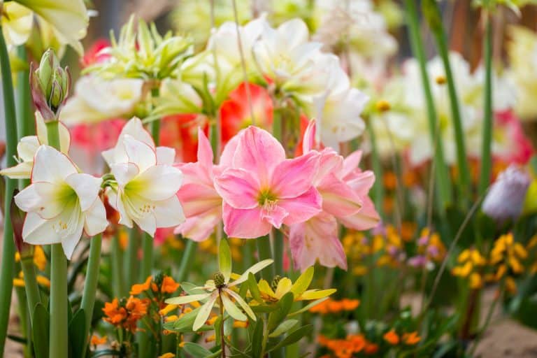 August Lily (Amaryllis belladonna) flowerbed - 19 Different Types Of Plants For A Gorgeous Tuscan Garden