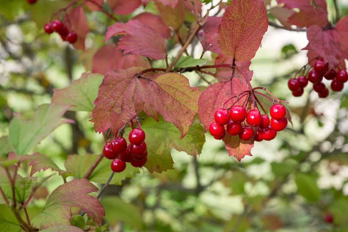 American Cranberrybush - Ripe red berries of American cranberrybush viburnum opulus in autumn