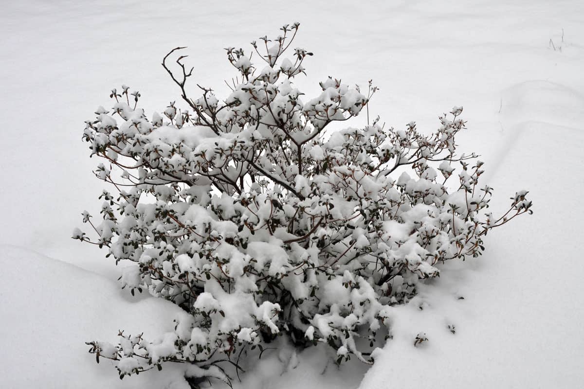 An Azalea Bush covered in Fresh Snow