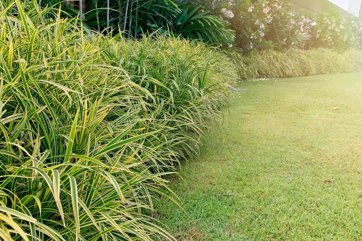 An informal tropical garden edge created by clumping Liriope muscari ‘Variegata’ also sometimes called giant mondo grass