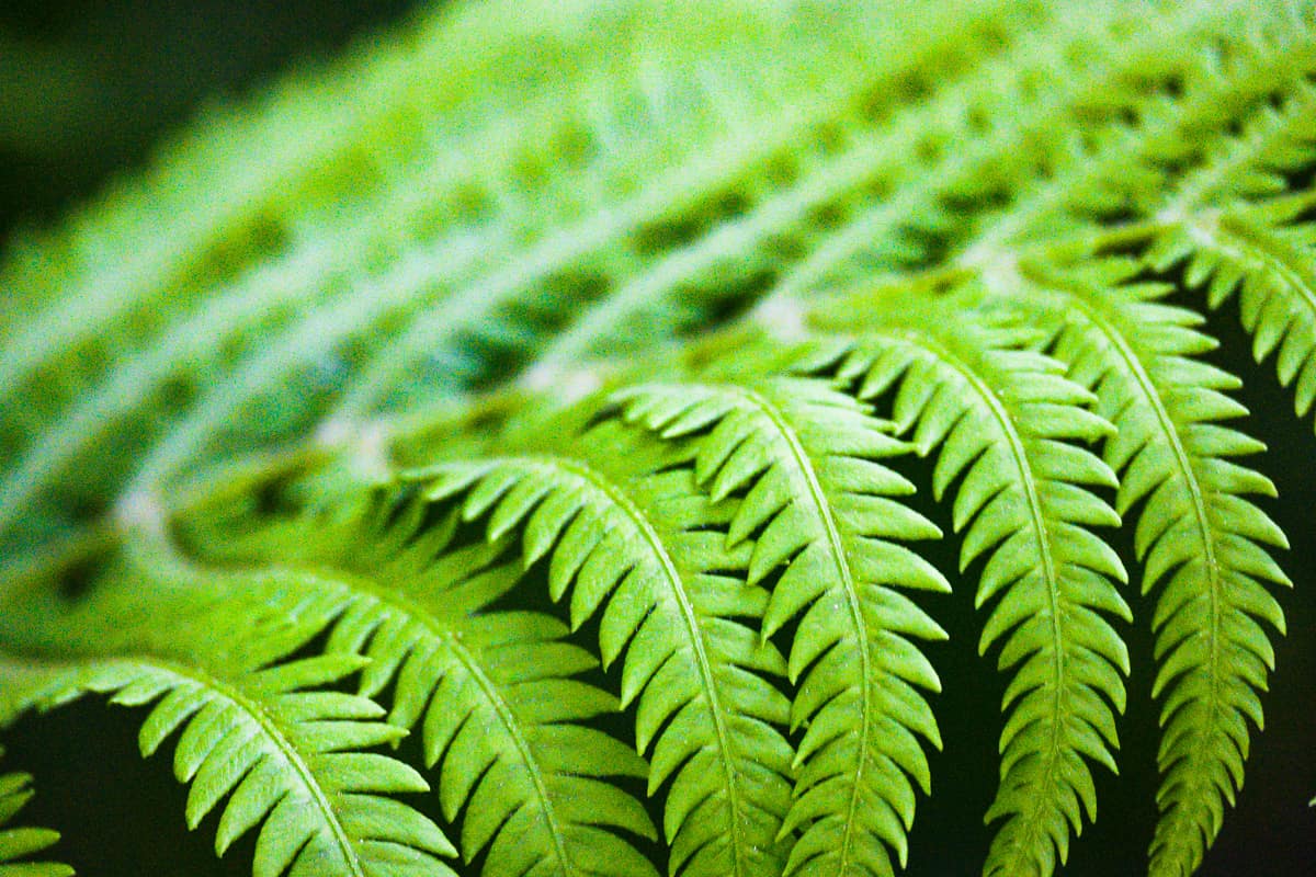 An up close photo of a healthy garden fern