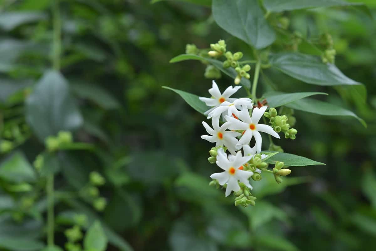 An up close photo of blooming white Jasmine flower in the garden