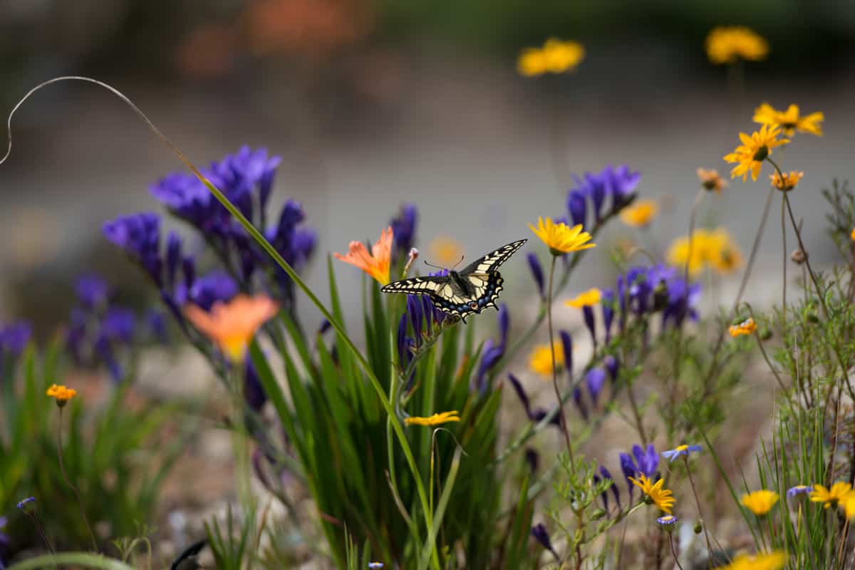 Anise Swallowtail Butterfly (Papilio Zelicaon) Pollinating in a Flowerbed of Orange, Yellow, and Purple Flowers Blossoming in Springtime