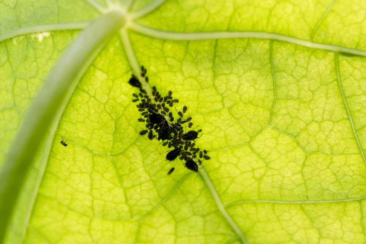 Aphids gathering underneath a leaf