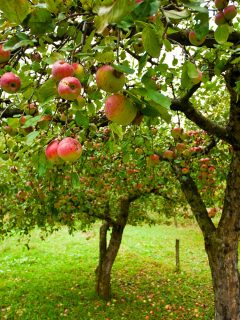 Apple trees with red apples - Can You Buy Fruit Trees That Are Already Producing Fruit