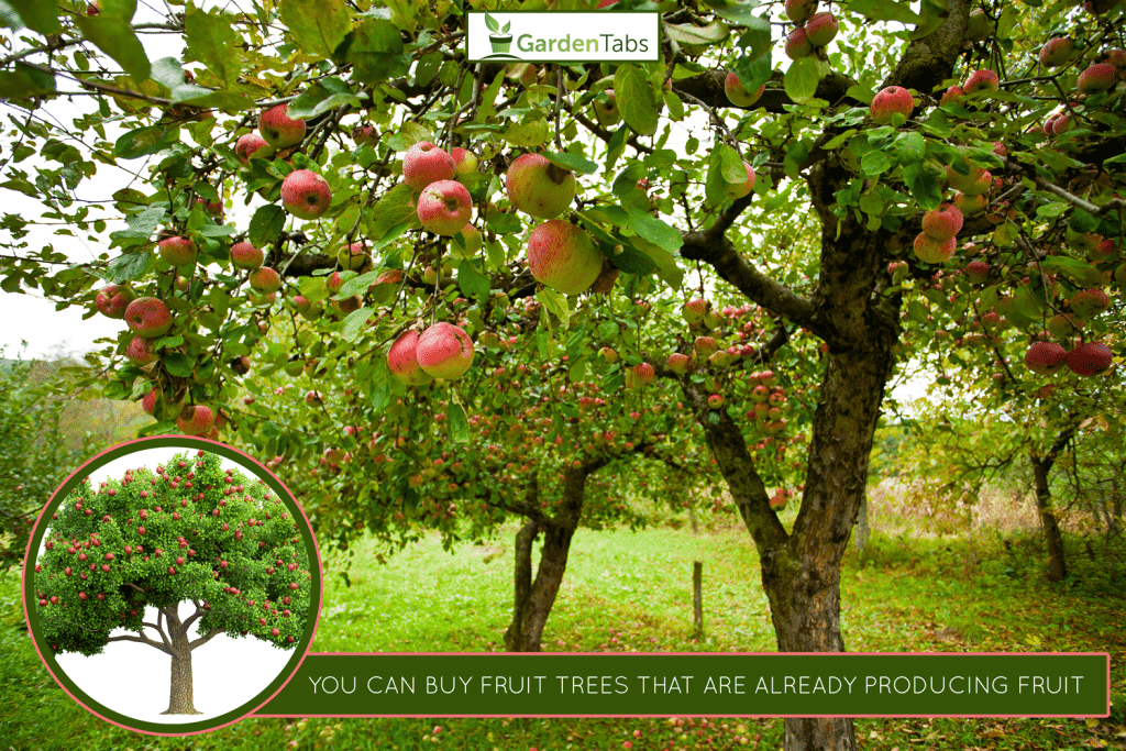 Apple trees with red apples - Can You Buy Fruit Trees That Are Already Producing Fruit
