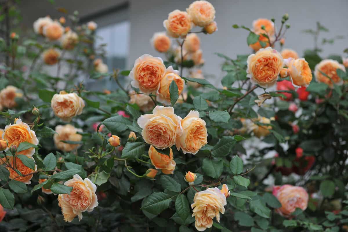 Apricot-yellow English shrub rose (Rosa) Crown Princess Margareta blooms in a garden in June
