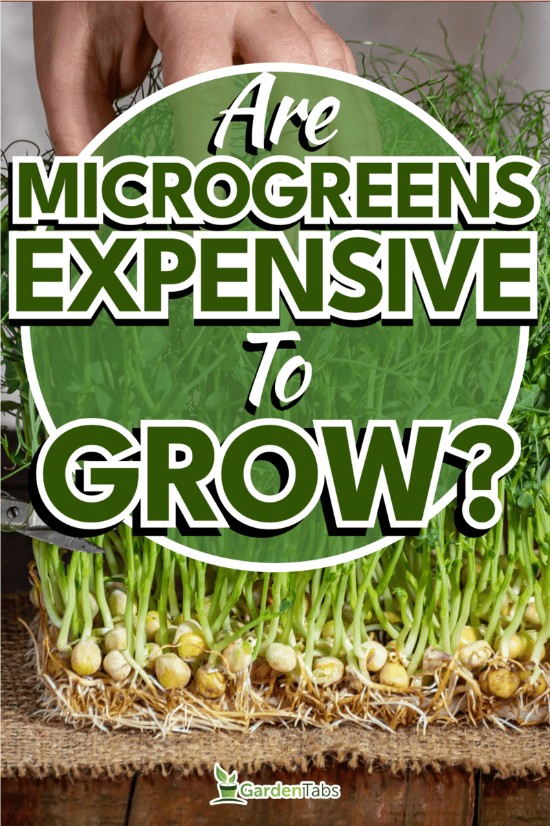 Pea microgreens cut with scissors on a wooden, Are Microgreens Expensive To Grow?