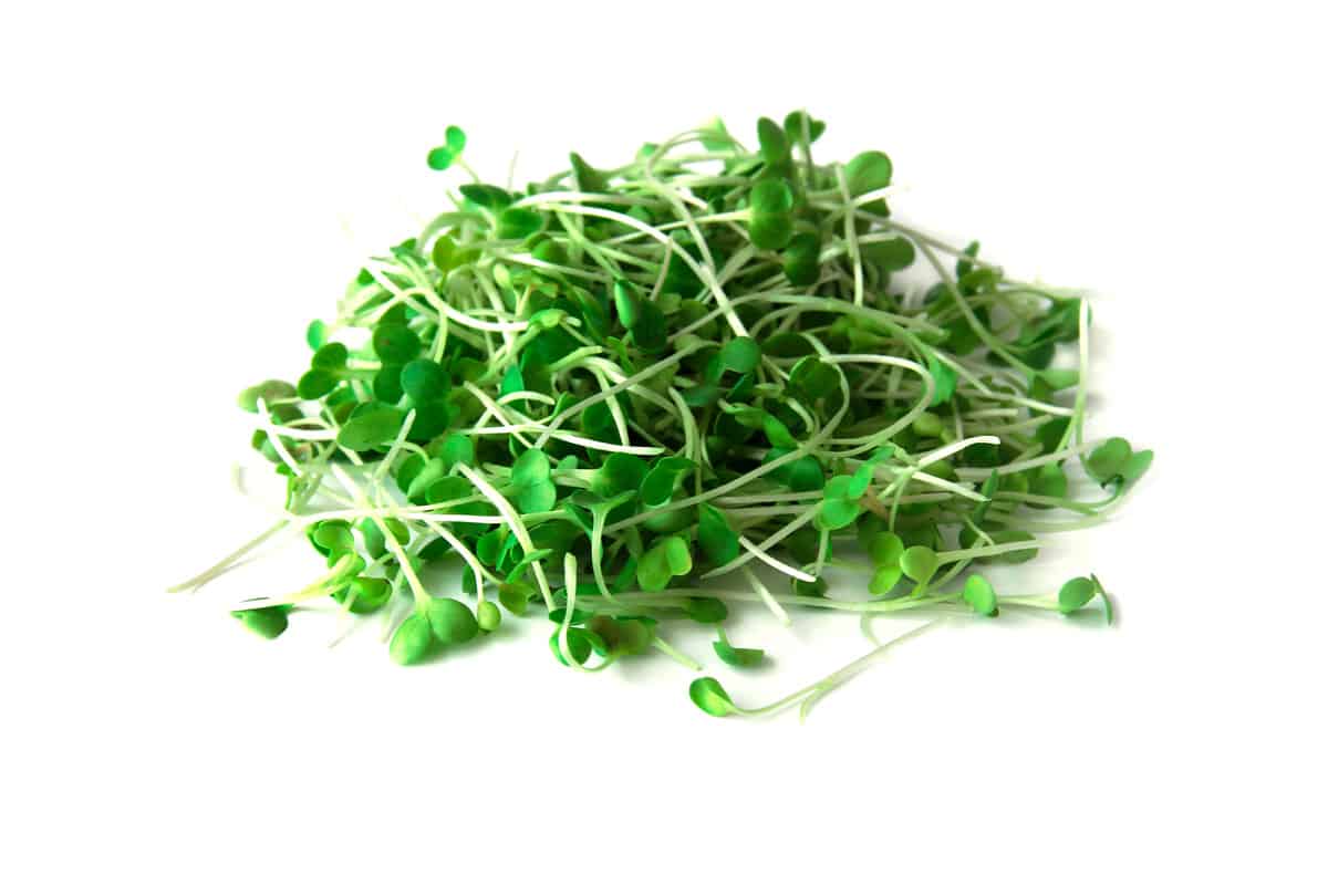 Arugula micro greens sprouts isolated on white background. Healthy eating micro greens concept
