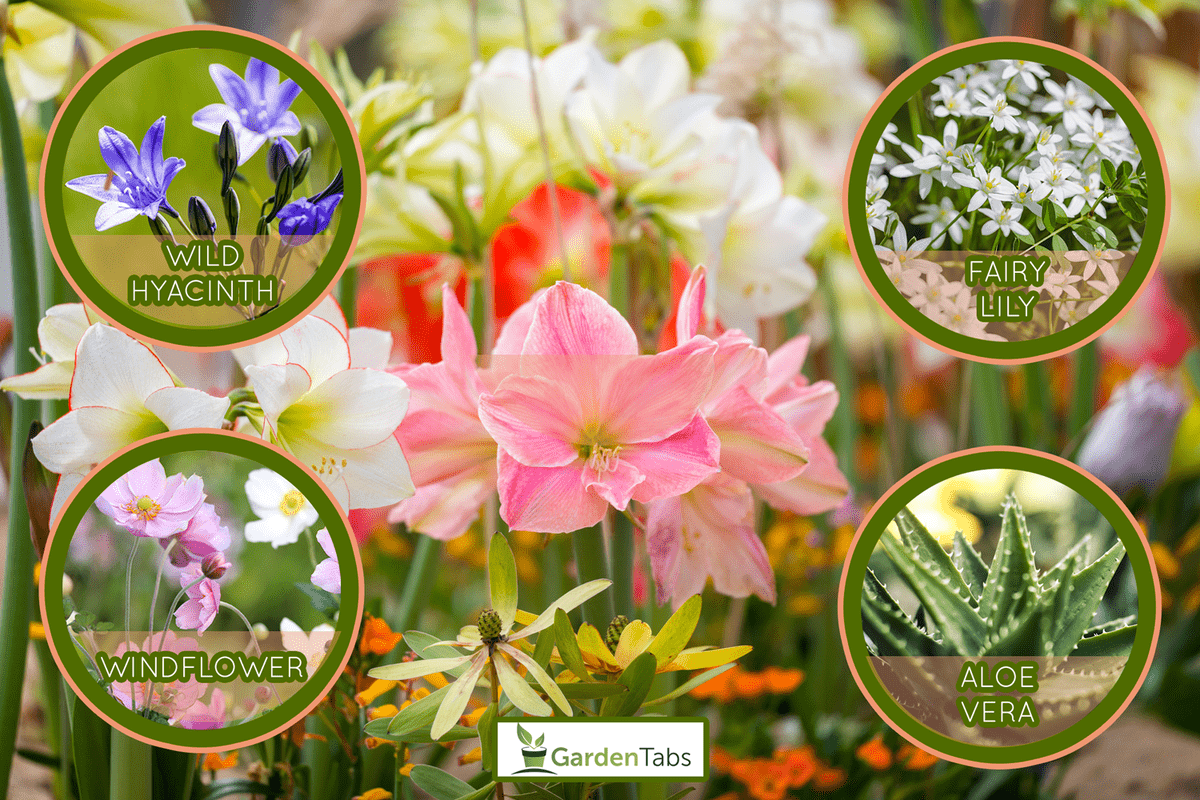 August Lily (Amaryllis belladonna) flowerbed - 19 Different Types Of Plants For A Gorgeous Tuscan Garden
