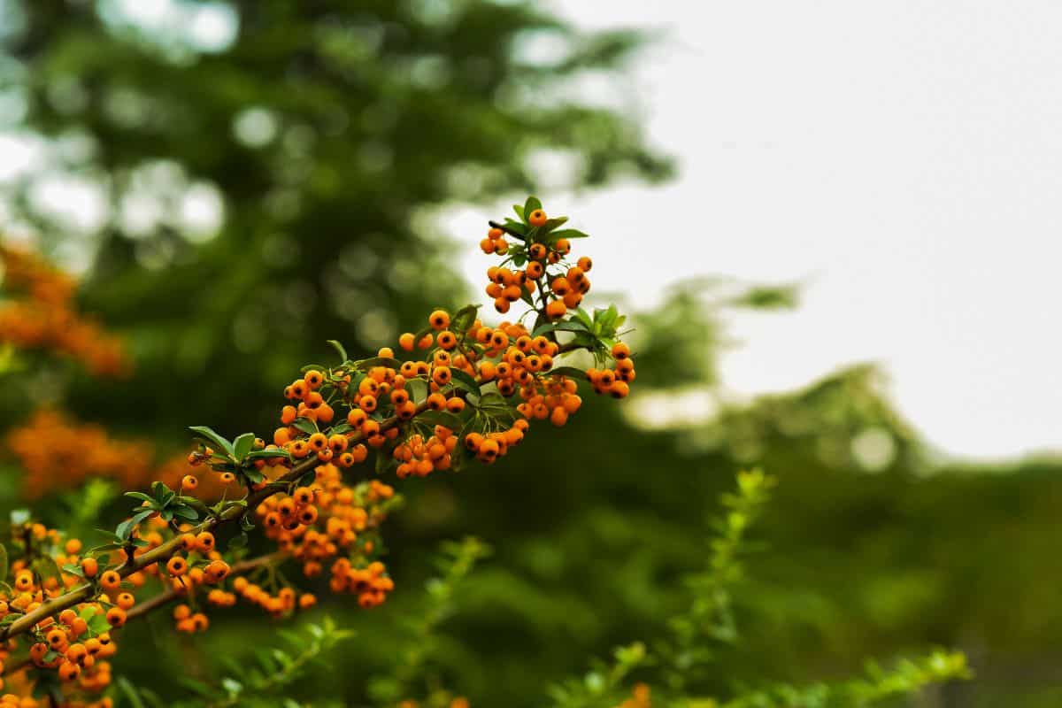 Autumn berries and leaves on the blurred trees background. Fall background. Colorful autumn landscape. Pyracantha orange berries with green leaves. Autumn nature background. Selective focus. — Photo