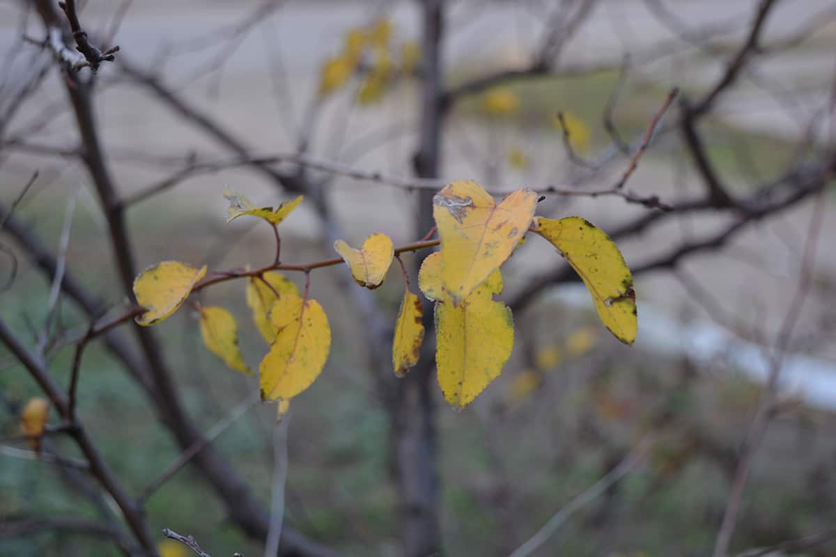 Autumn yellow leaves weigh on the branches of a young apricot tree