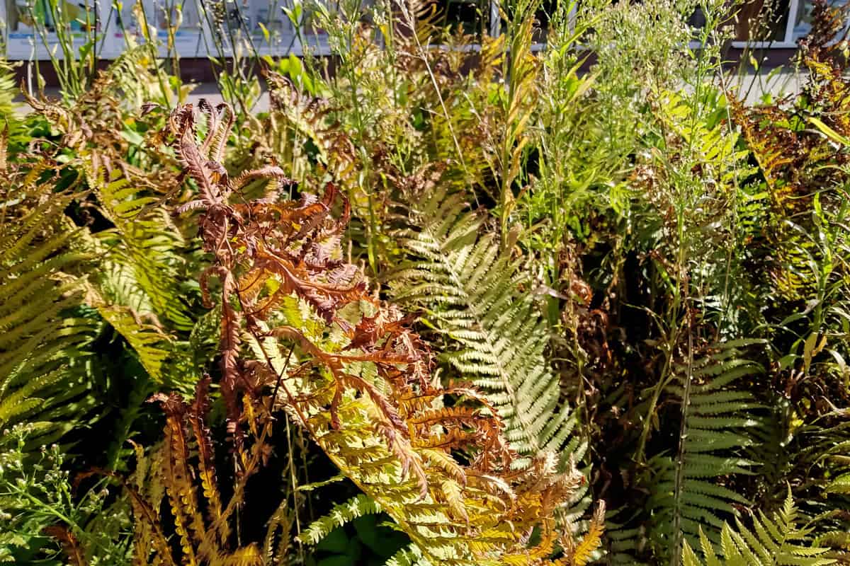 Autumn yellowed fern leaves cause of low water and it became dried