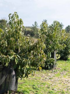 Avocados Plantation - Should I Stake My Avocado Tree [And How To]