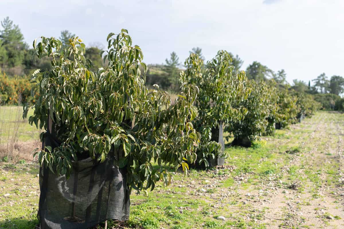 Avocados Plantation rows of avocado trees. 