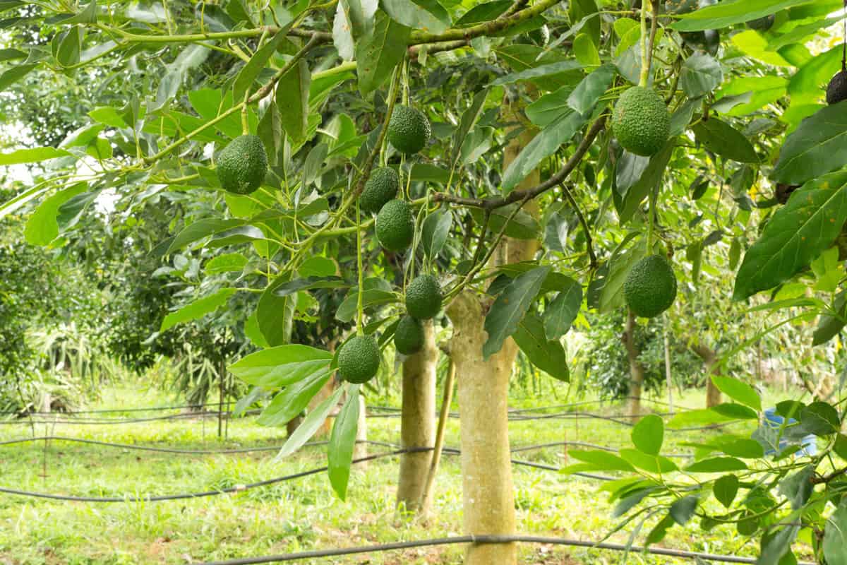 Avocados growing on a tree.