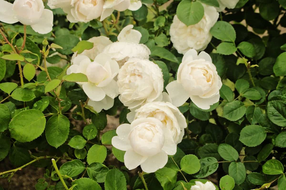 Beautiful blooming fragrant white english rose is a Ausprior cultivars of rose shrub (Rosa claire austin) is a creamy white cupped shaped flower ,which is an ornamental in the garden and public park.