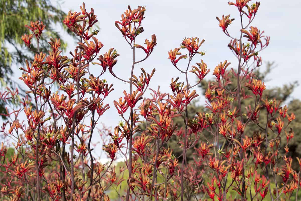 Bright red furry tall blooms of Australian kangaroo paws cultivar adds color to the late spring urban garden on a cloudy morning with long lasting blooms attracting birds and bees.