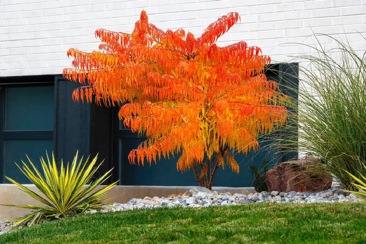 Bailtiger (Rhus typhina Tiger Eyes) - A Sumac tree called Rhus typhina Tiger Eyes, vibrantly orange in the Fall Season.