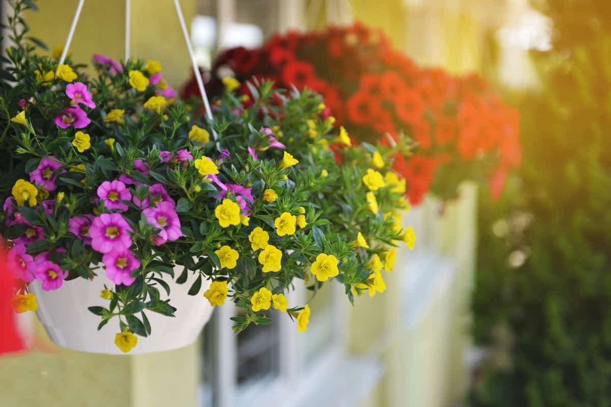 Baskets of hanging petunia flowers on balcony.