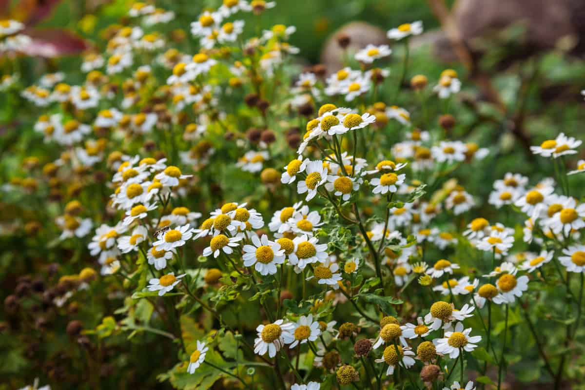 Beautiful Feverfew blooming at the garden