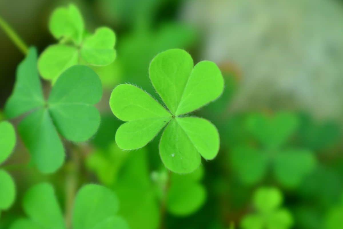 Beautiful Green Clover Leaves
