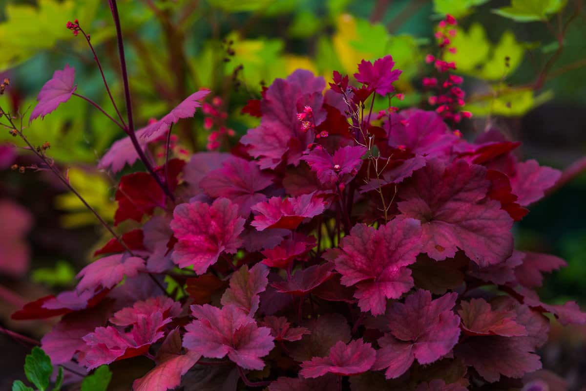Beautiful Heuchera purple leaves and flowers also known as Coral Bells