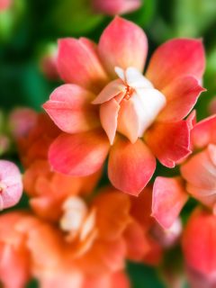 Beautiful Kalanchoe Blossfeldiana red flowers with pink buds - How To Overwinter Kalanchoe