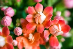 Beautiful Kalanchoe Blossfeldiana red flowers with pink buds - How To Overwinter Kalanchoe