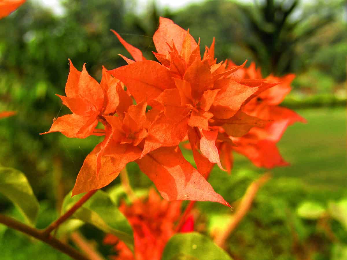 Beautiful Orange King Bougainvillea flower