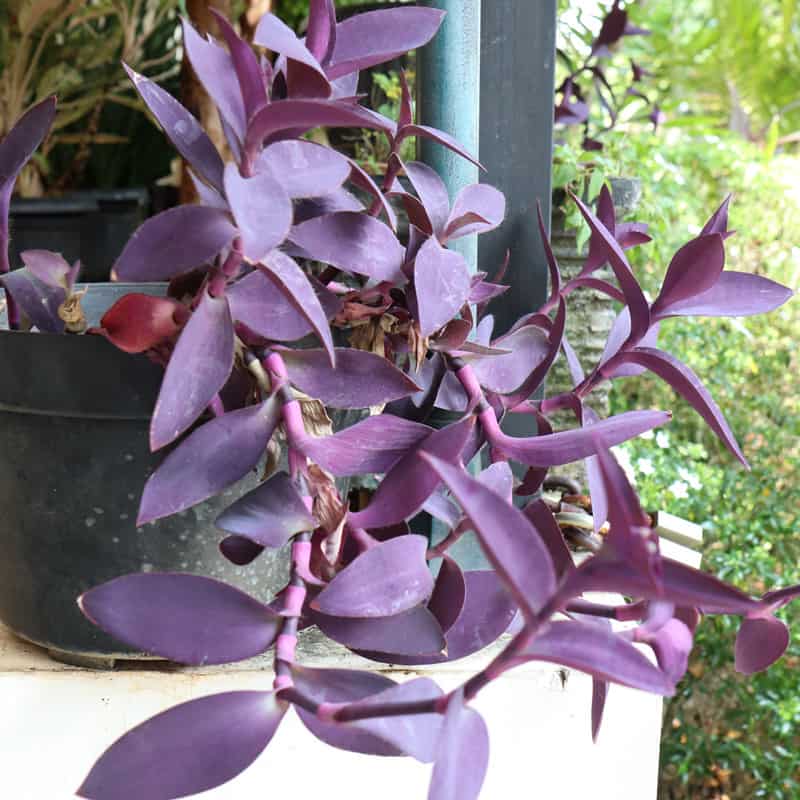 Beautiful and bright purple heart plant placed inside the house