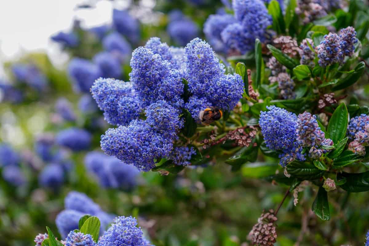 Beautiful bright blooming purple California Lilac flower at the garden