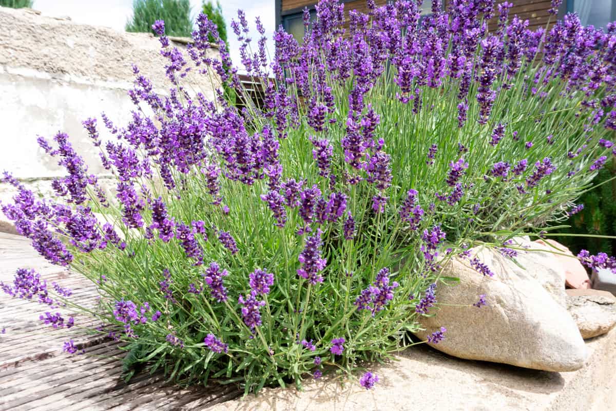 Beautiful bushes of Lavender at the garden
