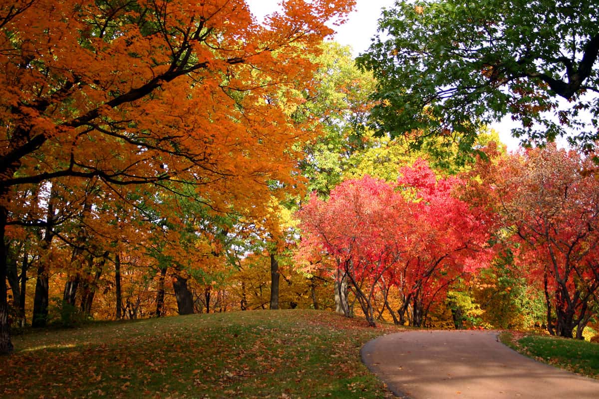 Beautiful, colorful trees in autumn at the park