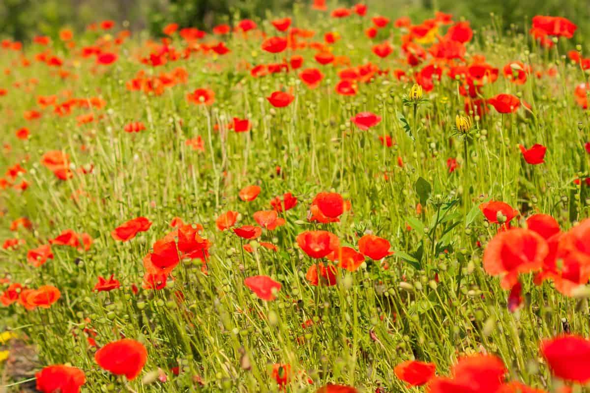 Beautiful field of red blooming poppies. Wildflower meadow on a summer day. Scenic nature landscapes