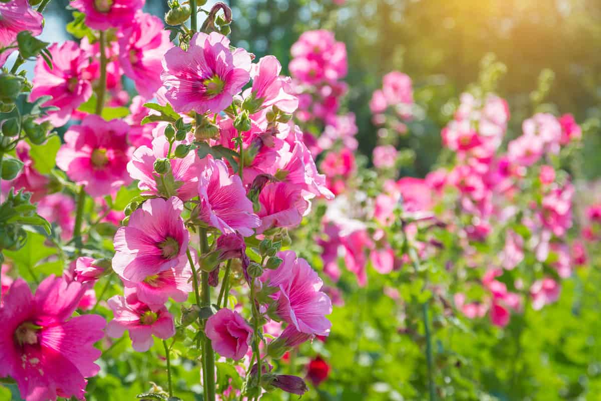 Beautiful pink flower of Hollyhock