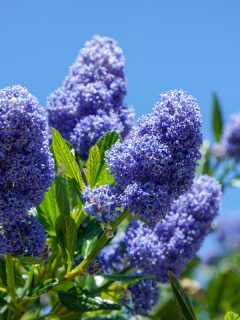 Beautiful purple California Lilac flower blooming at a sunny day in the garden, California Lilac: How And When To Prune, Plant, And Transplant?