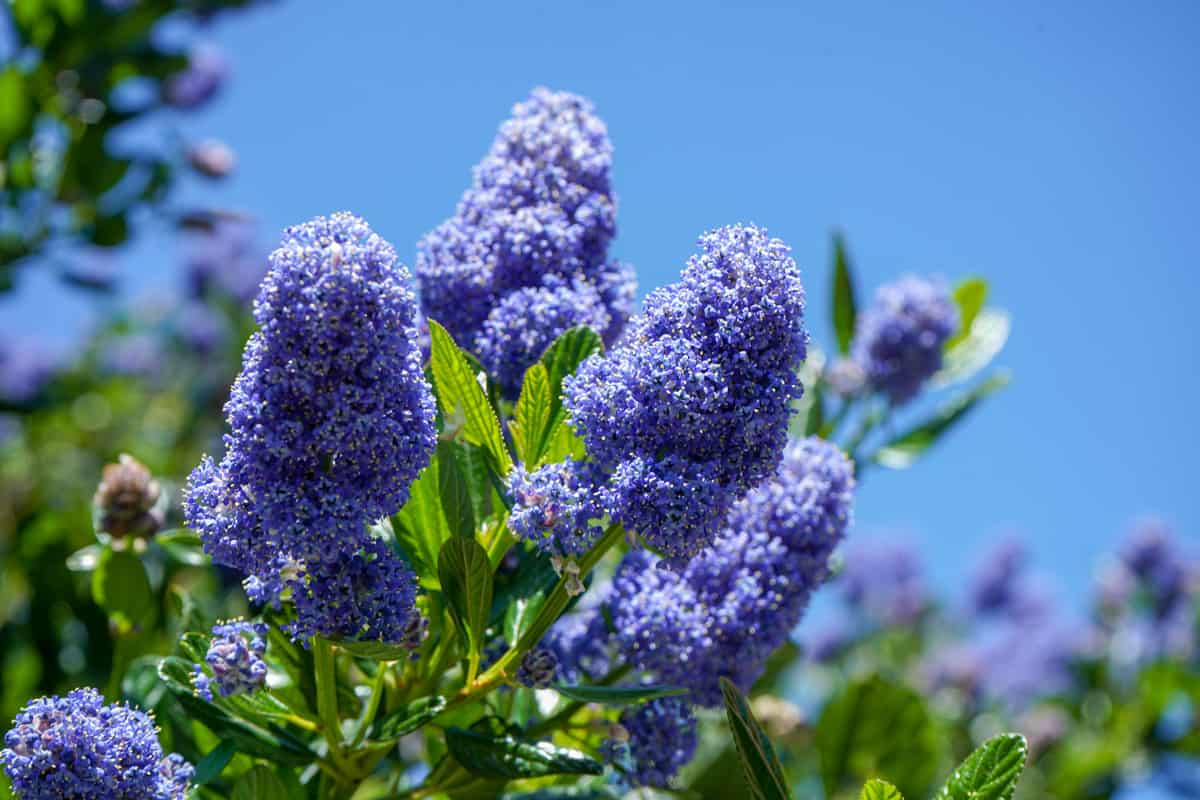 Beautiful purple California Lilac flower blooming at a sunny day in the garden