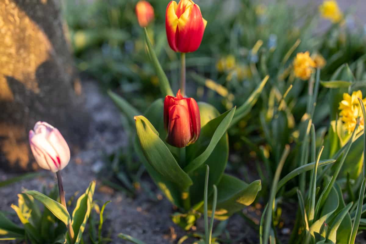 Beautiful red and pink colored tulips
