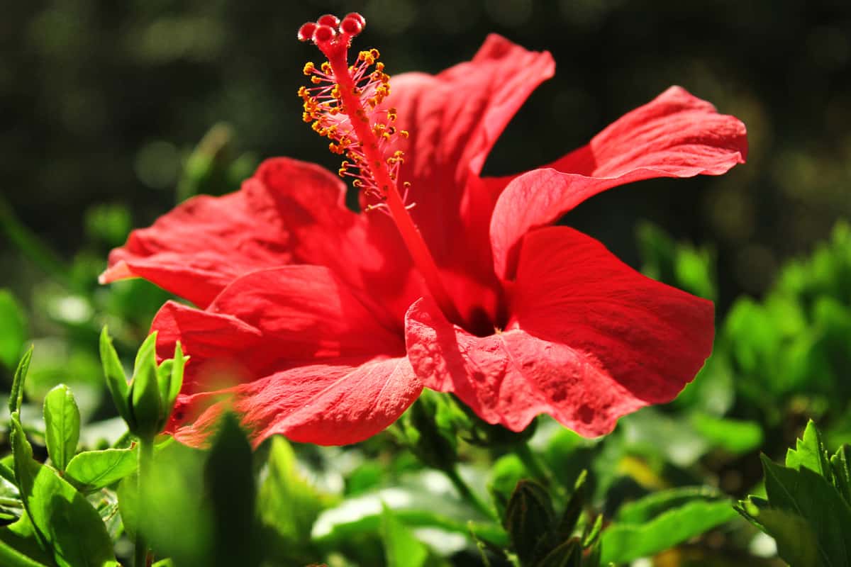 Beautiful red flower on green background