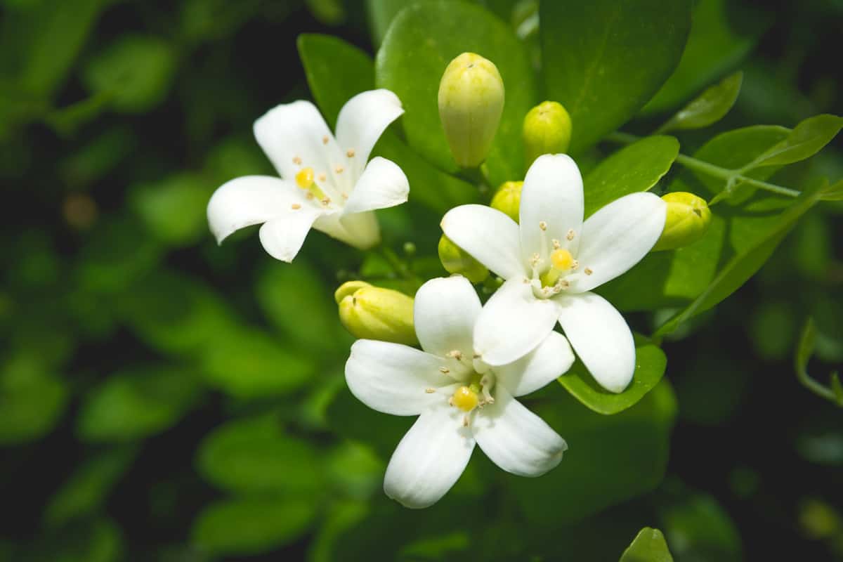 Beautiful white blooming Jasmine flower photographed in the garden