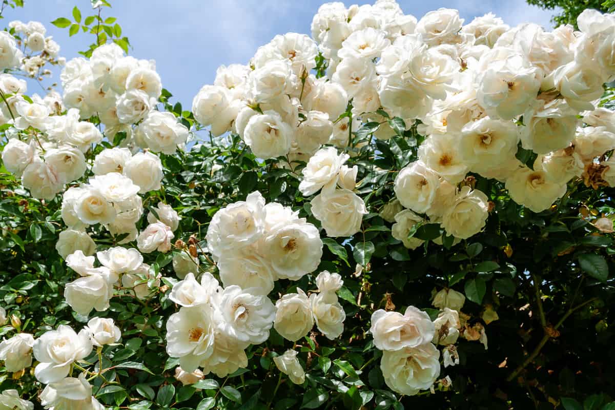 Beautiful white bush iceberg roses at the garden