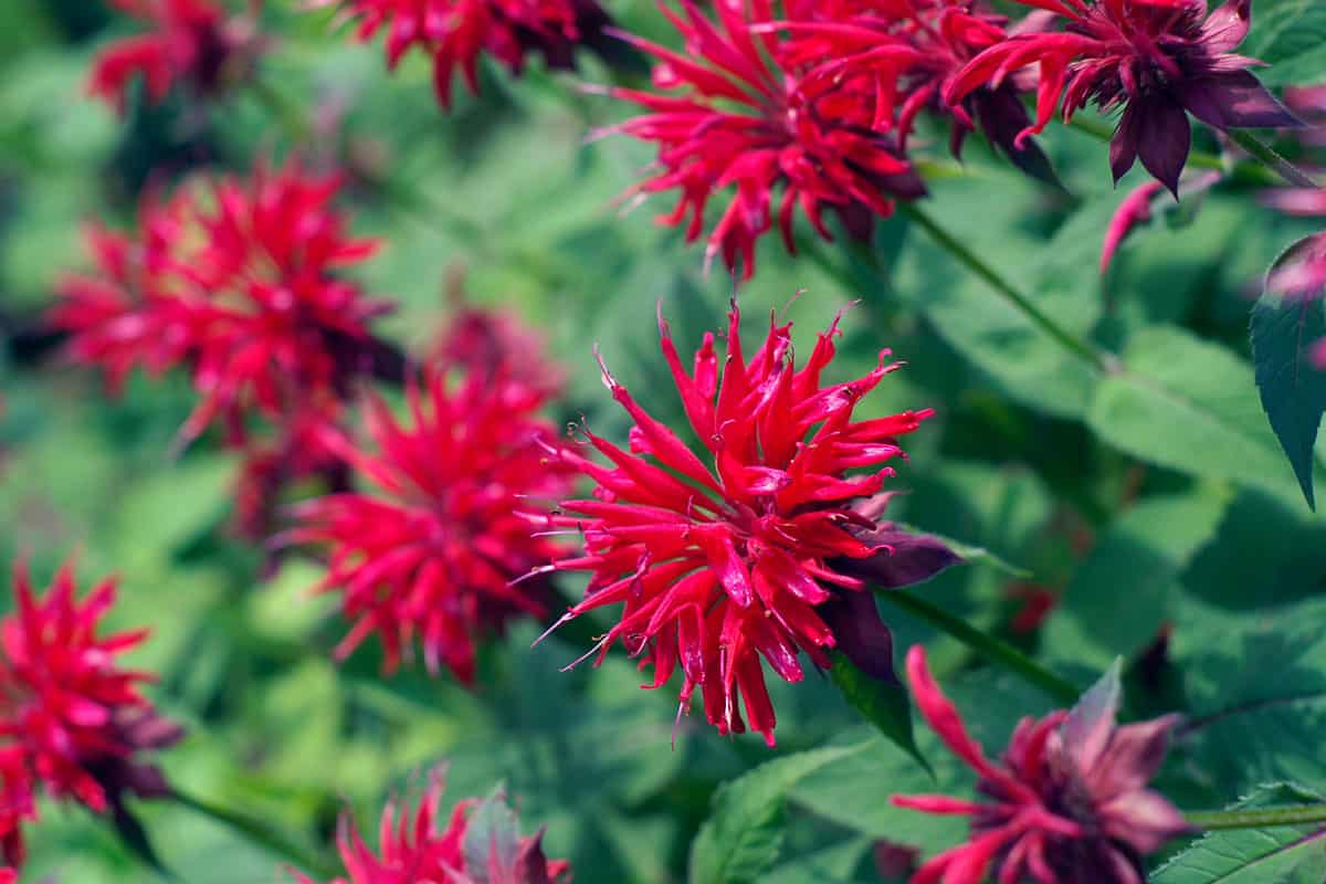 Bee Balm is a perennial flower that blooms in late summer