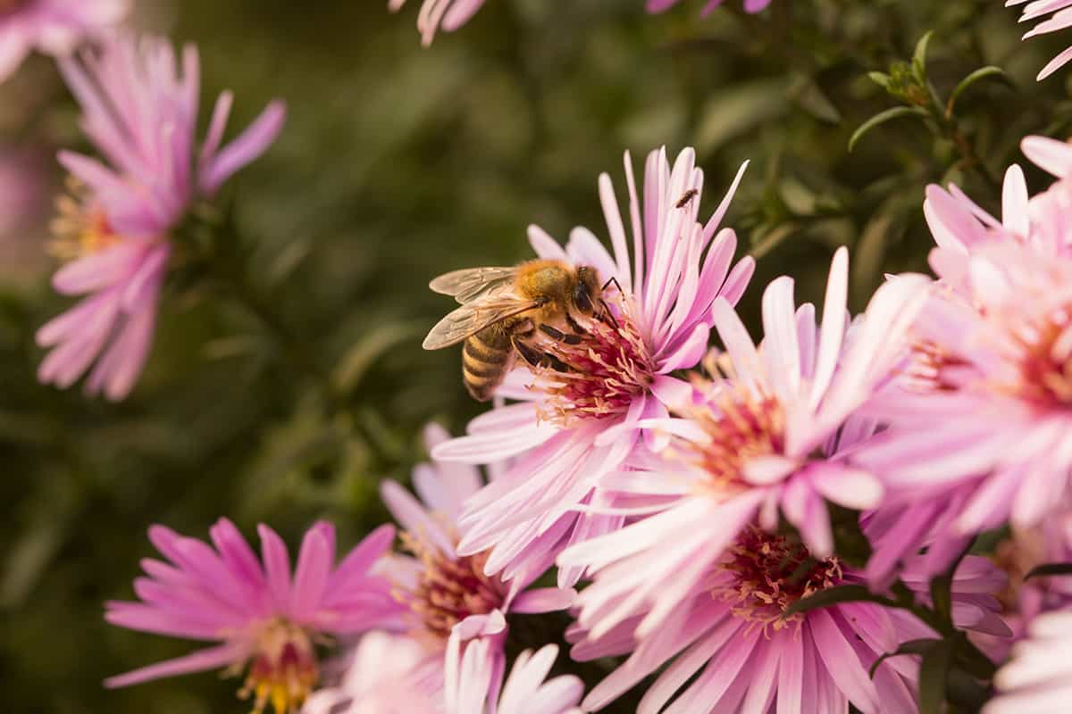 Bee sitting on starburst ice plant
