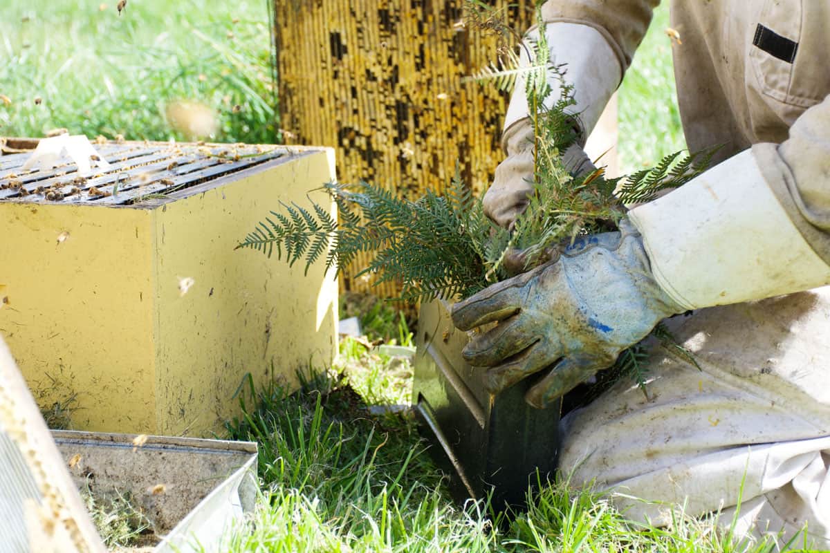 Beekeeper Filling Hive Feeder from Beehive with Bracken